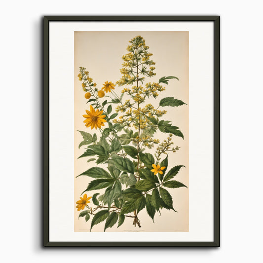 Poster: Herbier, Fleur